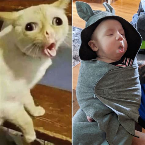 50+ Funny Cat Coughing Memes That Will Make You Laugh