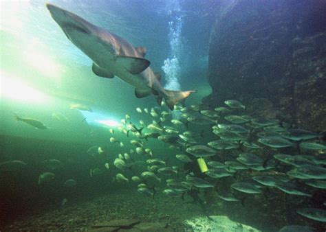 15 Unknown and Interesting Facts About Animals [PHOTOS] - IBTimes India