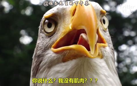 【中文字幕】【动物农场】你见过喜欢在路上走的老鹰吗？_哔哩哔哩_bilibili