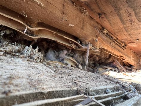 Carpenter ant damage | DIY Home Improvement Forum