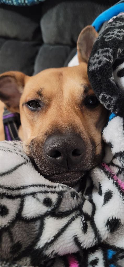 Bailey Base Lazy 的图像结果