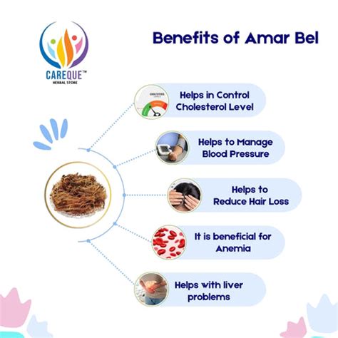 The Benefits and Uses of Amar Bel (Dodder): A Versatile Raw Herb ...