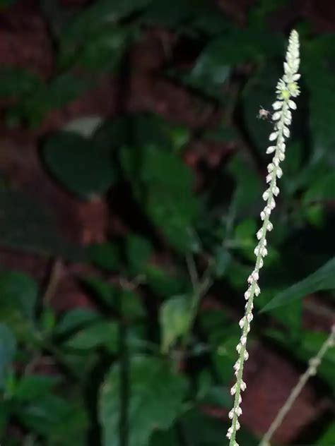 Cyathula prostrata, Cherukadaladi, Chuvannakadaladi, Small prickly ...