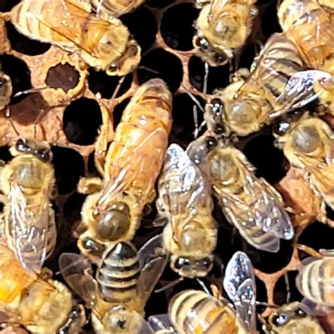 Buzz'n Bees Honey (@buzznbeeshoney) • Instagram photos and videos