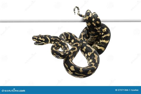 Image result for Carpet Python