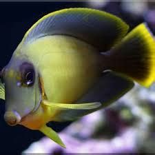 Mimic Tang (Chocolate surgeonfish) – Chennai Marine Aquarium
