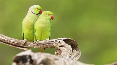 Green Parrot