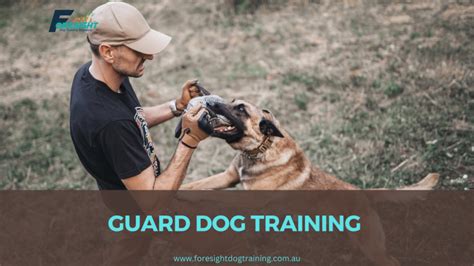 Training Guard Dogs for Protection 的图像结果