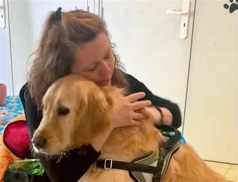 Psychiatric Service Dog Task Training 的图像结果