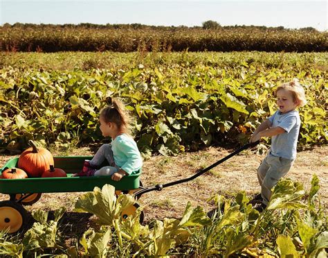 WILD PLUM TEA ROOM, Gatlinburg - Restaurant Reviews, Photos & Phone ...