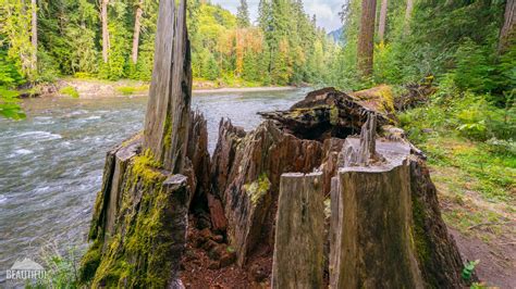 Iron Creek Campground Gifford Pinchot National Forest at Keith Criswell ...