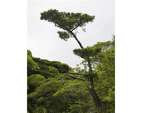 Ryukyu pine - Thrives in the Forest near the settlement within Tokunoshima, a World Natural ...