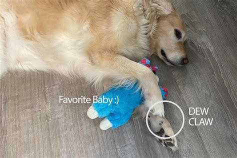 Dew Claws on Golden Retrievers: Everything you Need to Know