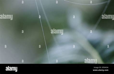 Image result for Spider Web Thread Lift Cost