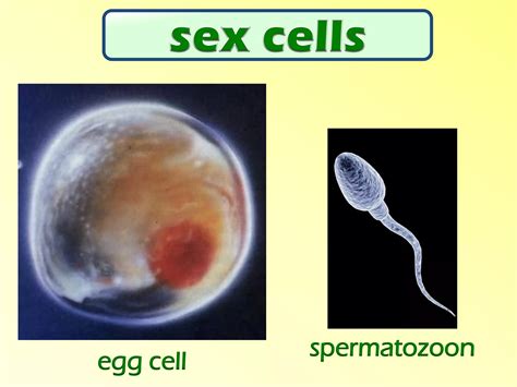 Image result for Reproduction Definition