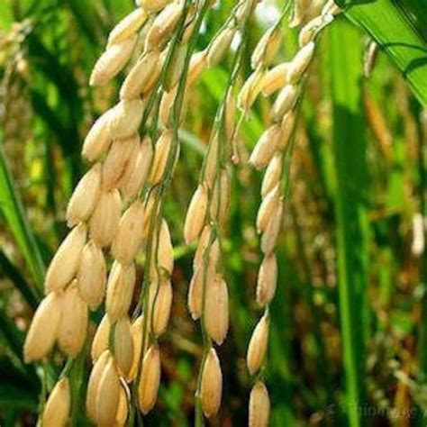 100 Long Grain Rice Seeds *052 - Etsy