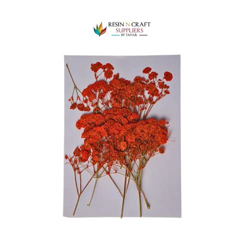 Baby Breath - Orange – RESIN N CRAFT SUPPLIERS
