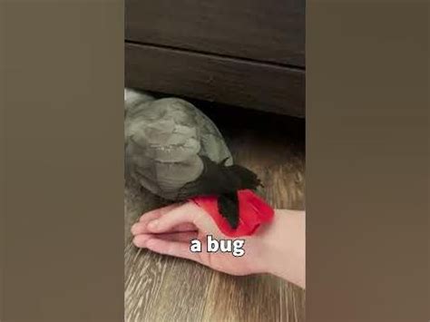 Image result for Apollo Bug