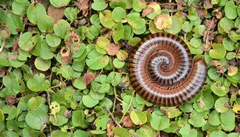 Are Millipedes Poisonous? | Millipede Control Services