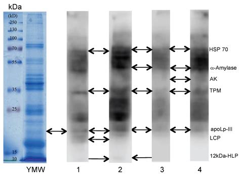 Insights into the Allergenic Potential of the Edible Yellow Mealworm ...