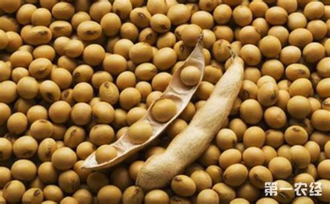 黑龙江大豆新品种绥农76蛋白含量高达47.96% - 地方动态 - 第一农经网