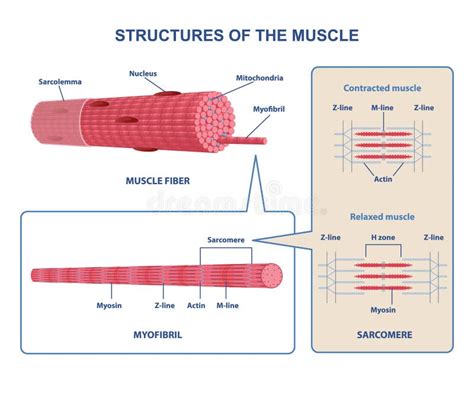 Image result for Skeletal Muscle Structure Labeled