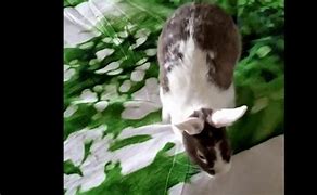 Image result for Jumping Bunny Silhouette
