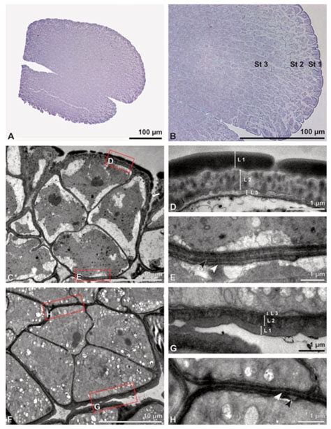 Morphological and Ultrastructural Features of Selected Epidendroideae ...
