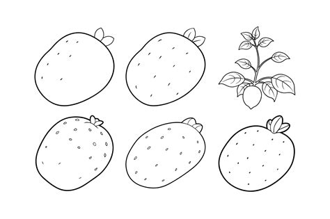 Potato solanum tuberosum design labeled line art vector illustration ...