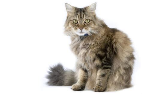 ragamuffin x persian
