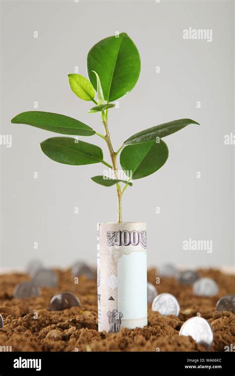 Image result for Money Tree Machine