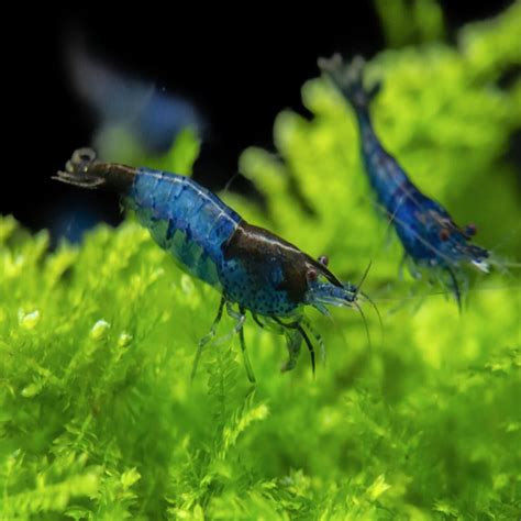 Neocaridina Primary Color Shrimps Assorted (Pack Of 50) – cloningaquapets