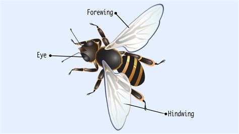 Parts and Pollen