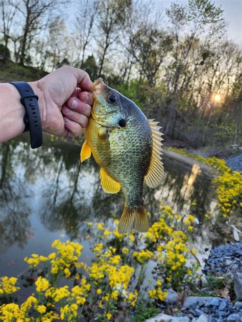 Image result for Fishing Shellcrackers