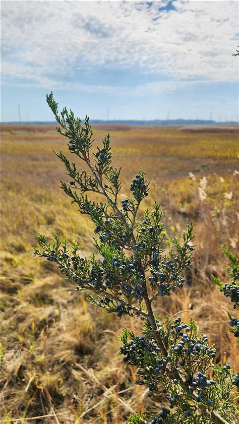 Trees Without Leaves: Winter Tree Identification Workshop, 801 ...