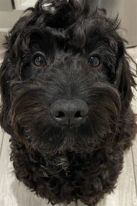 Image result for Black Cockapoo