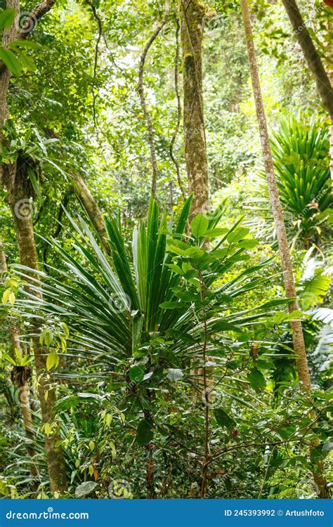 Jungles In Africa Names