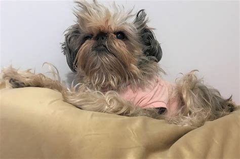 In loving memory of Sadie Rose - National Brussels Griffon Rescue, Inc.