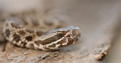 Venomous snakes rare, but are still in Ohio