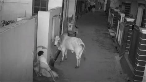 Raging bull attacks old woman, her grandson saves her - India Today