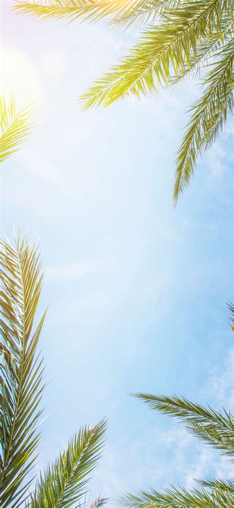 35 Summer Wallpapers for iPhone (2026)