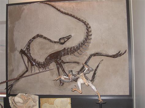 10 Facts About Ornithomimus, the "Bird Mimic" Dinosaur