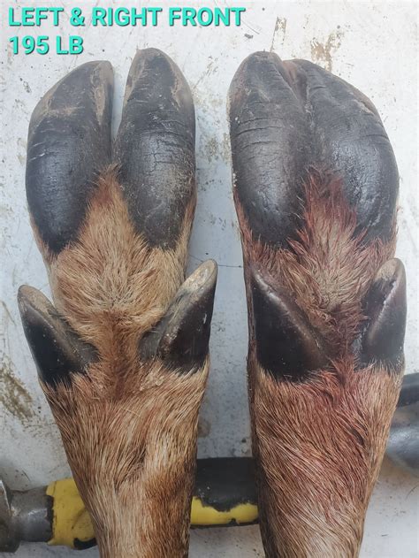 What The Toes Show - A question of deer hooves — to know the land