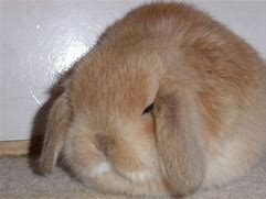 Image result for Funny Fat Baby Bunnies