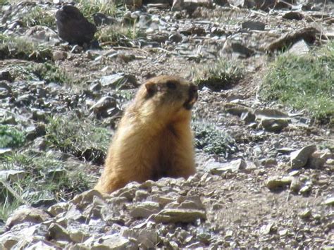Tour Organizer Tajikistan - Murghab | Tripadvisor