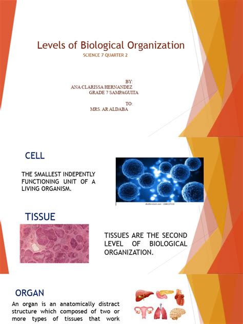 Organization of Organism Pic 的图像结果