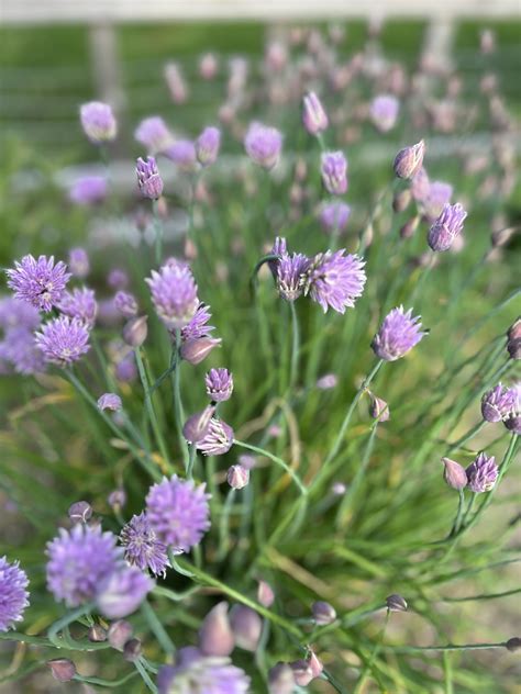 Episode 72: Herbs are Easy - Valley Nursery Inc.