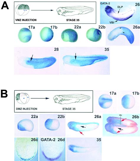 Xenopus Laevis Developmental Stages