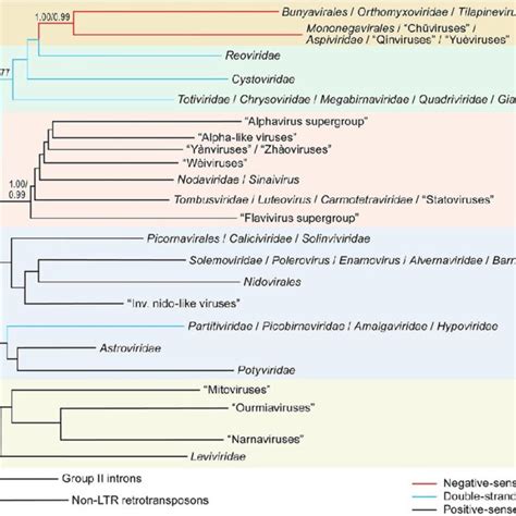 Image result for RNA Virus Classification