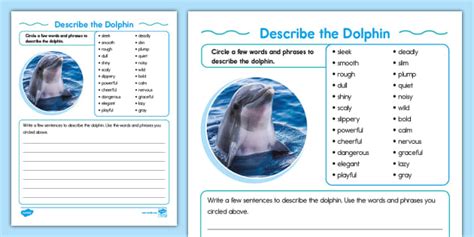 Describe the Dolphin Activity (teacher made) - Twinkl